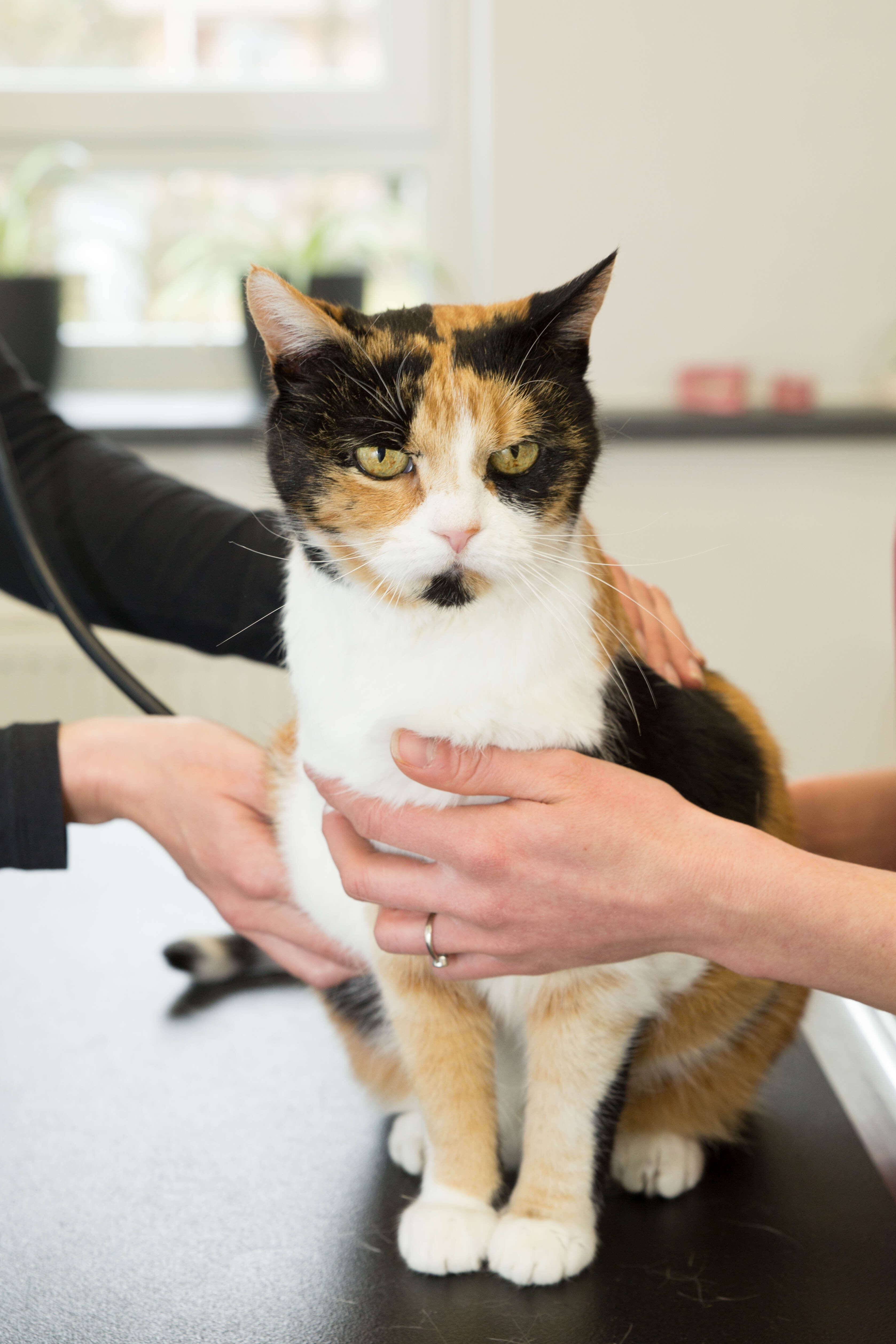 Wartezimmer Tierklinik