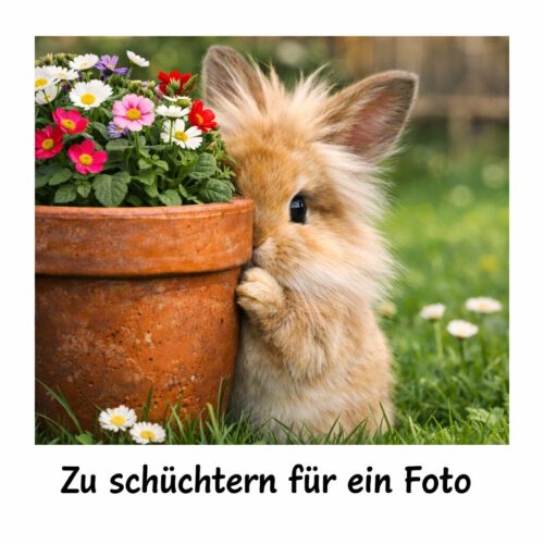 zu schüchtern kaninchen zu schüchtern kaninchen